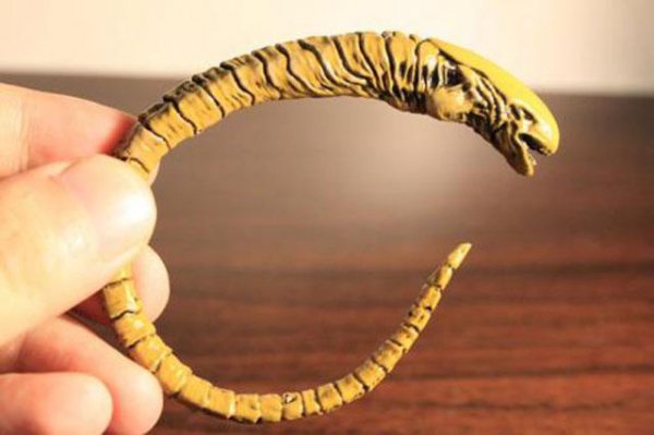 毫无主见随声附和的人是什么虫