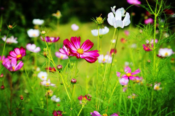 怎么让喜欢的人喜欢上自己