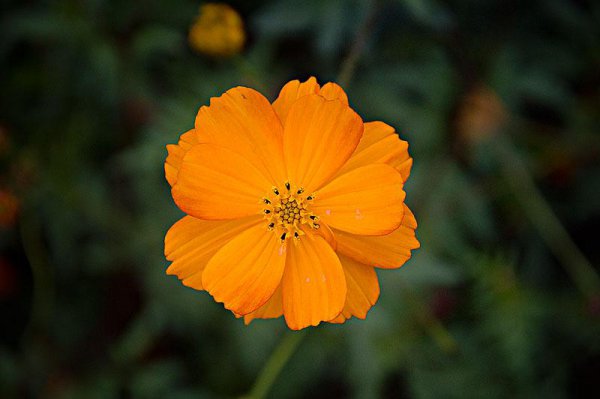 怎么让喜欢的人喜欢上自己