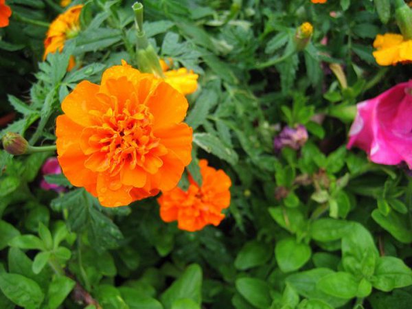 怎么让喜欢的人喜欢上自己