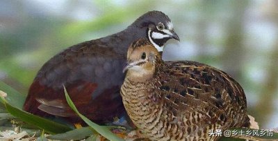 为什么禁止饲养芦丁鸡 不建议养芦丁鸡的原因和注意事项