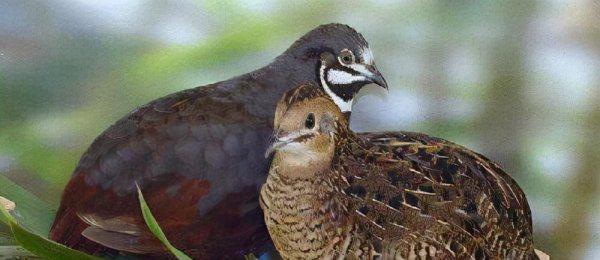 为什么禁止饲养芦丁鸡