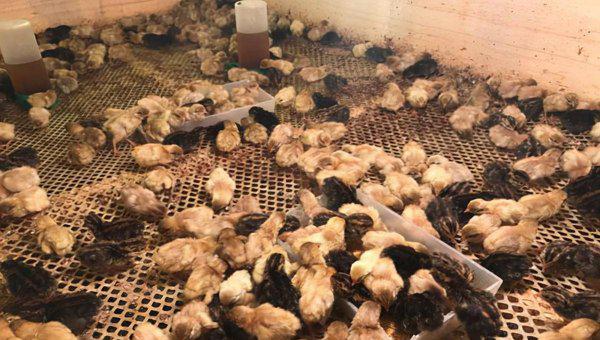 为什么禁止饲养芦丁鸡