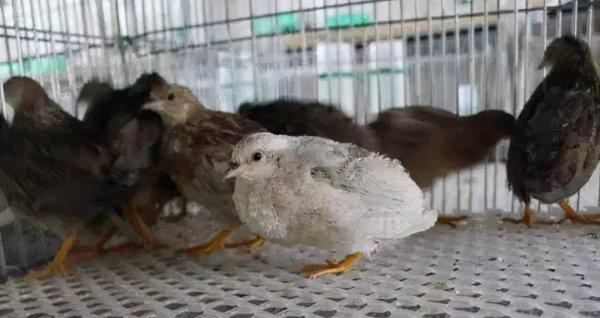 为什么禁止饲养芦丁鸡