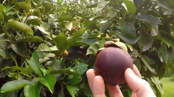 山竹是几月份的应季水果