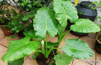 滴水观音开花吗 滴水观音养殖多长时间才能开花