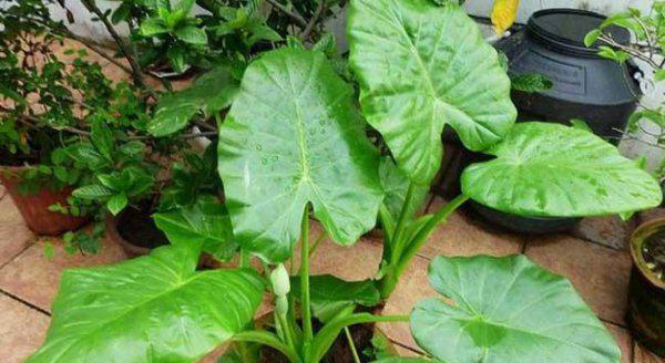 滴水观音开花吗