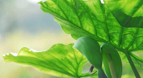 滴水观音开花吗