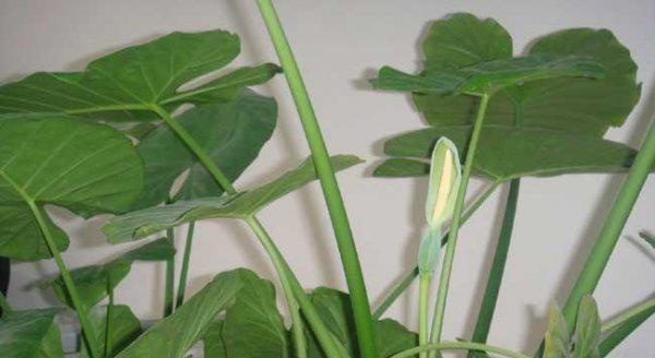 滴水观音开花吗