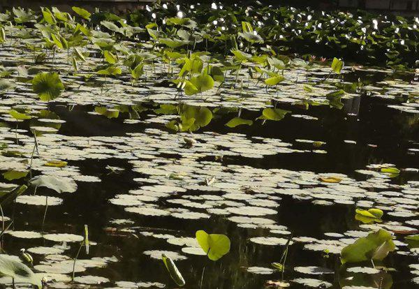 尖尖角指的是什么季节