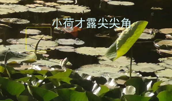 尖尖角指的是什么季节