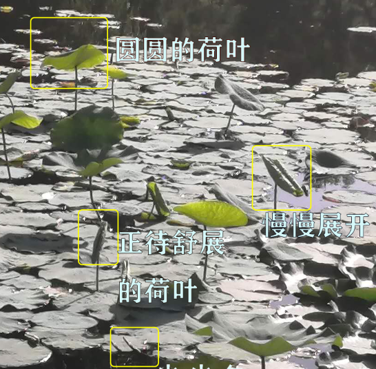 尖尖角指的是什么季节