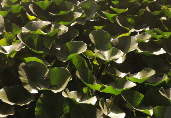 尖尖角指的是什么季节