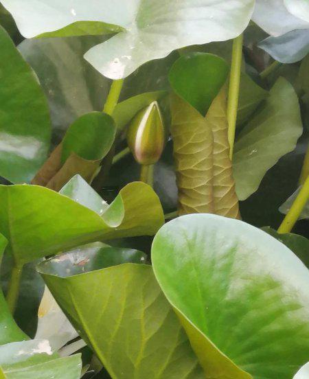 尖尖角指的是什么季节