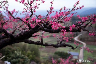 最有名的桃花诗有哪些 盘点十首有关桃花的绝美诗词