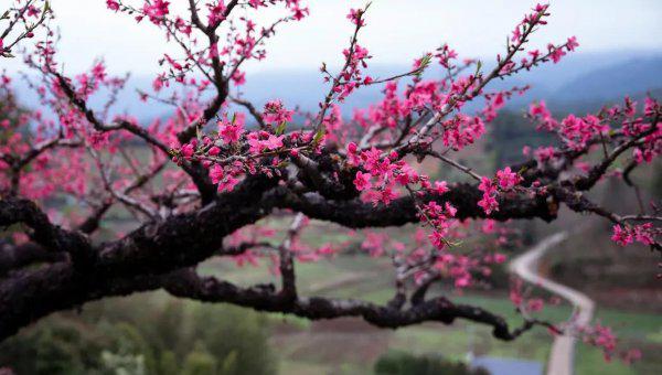 最有名的桃花诗有哪些