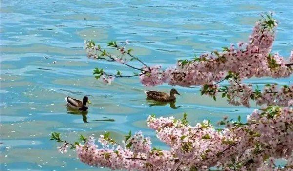 最有名的桃花诗有哪些