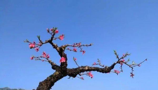 最有名的桃花诗有哪些