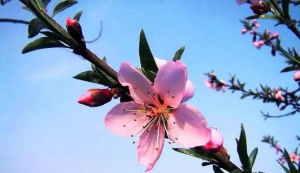 最有名的桃花诗有哪些