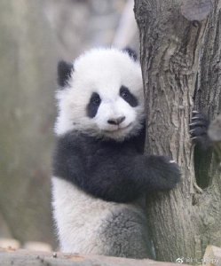 熊猫名字的来历是什么 大熊猫是怎么成为我国国宝的