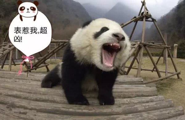 熊猫名字的来历是什么