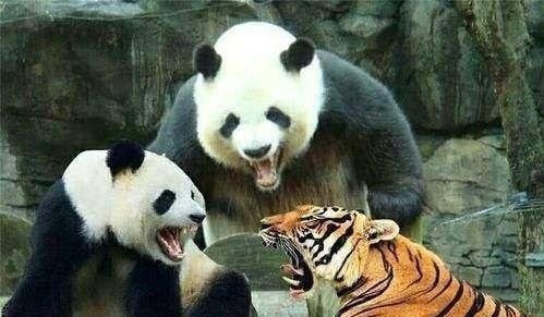 熊猫名字的来历是什么