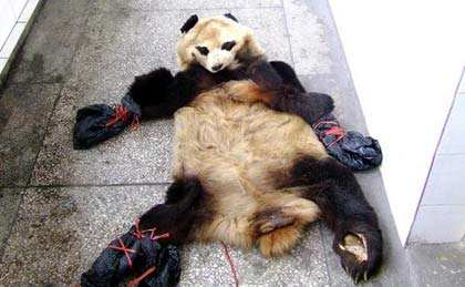 熊猫名字的来历是什么