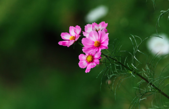 男人不理你说明越爱你为什么