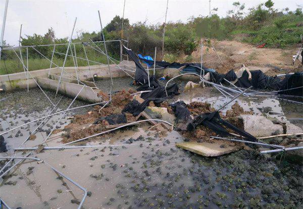 牛蛙养殖一亩多少成本