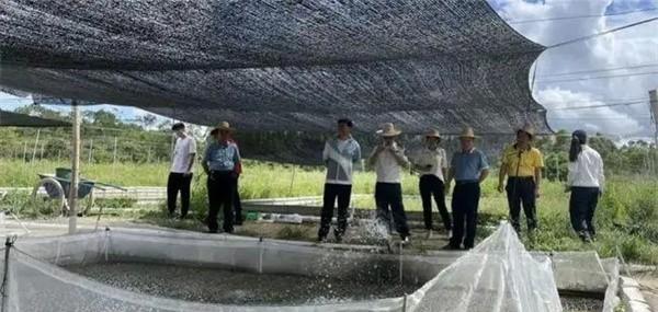 牛蛙养殖一亩多少成本