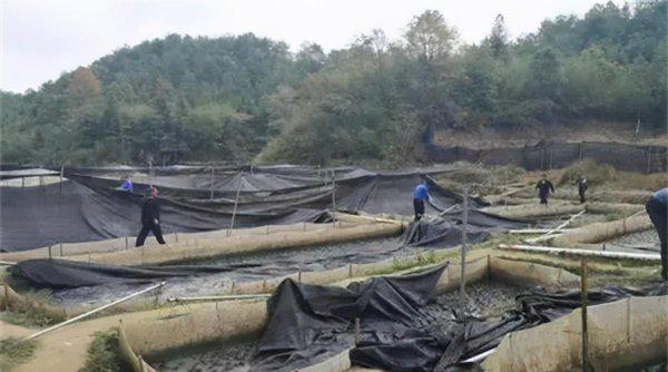 牛蛙养殖一亩多少成本