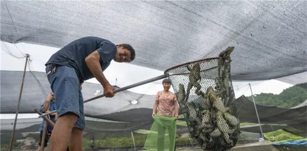 牛蛙养殖一亩多少成本