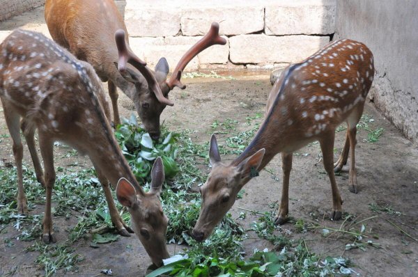养20头鹿一年赚多少钱
