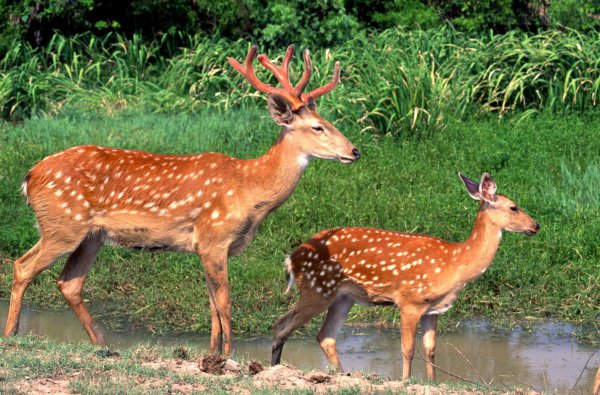 养20头鹿一年赚多少钱