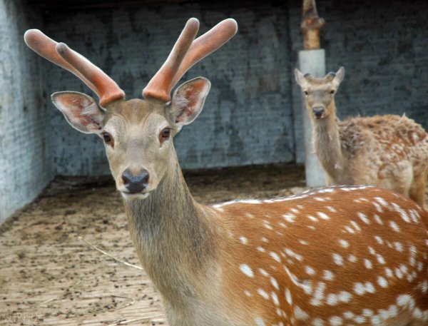 养20头鹿一年赚多少钱
