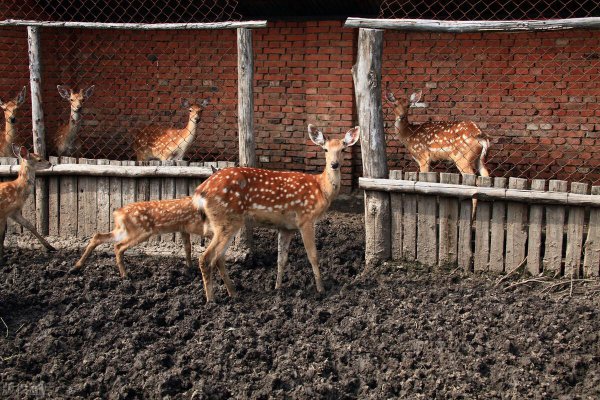 养20头鹿一年赚多少钱
