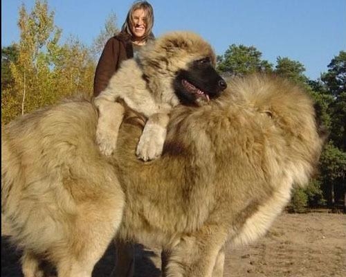 俄罗斯高加索犬战斗力强吗