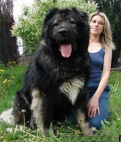 俄罗斯高加索犬战斗力强吗