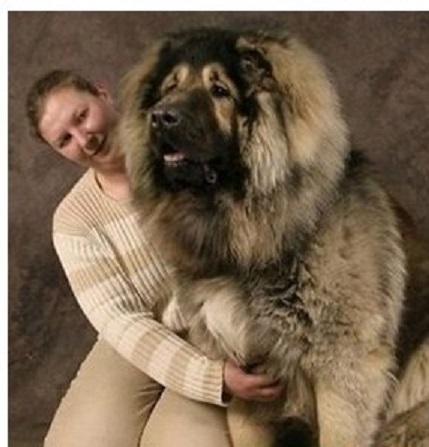 俄罗斯高加索犬战斗力强吗