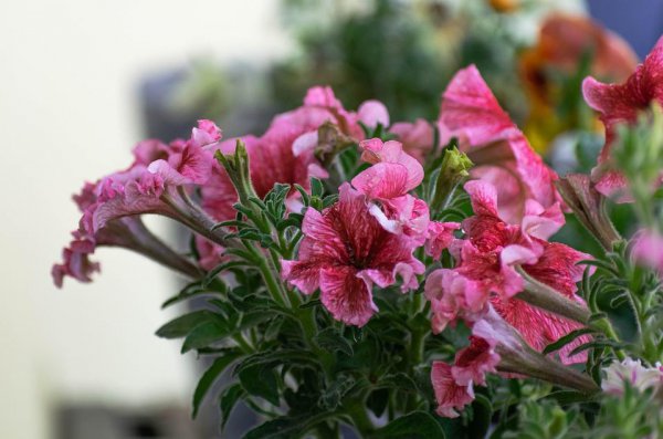 男生为什么跟你玩欲擒故纵