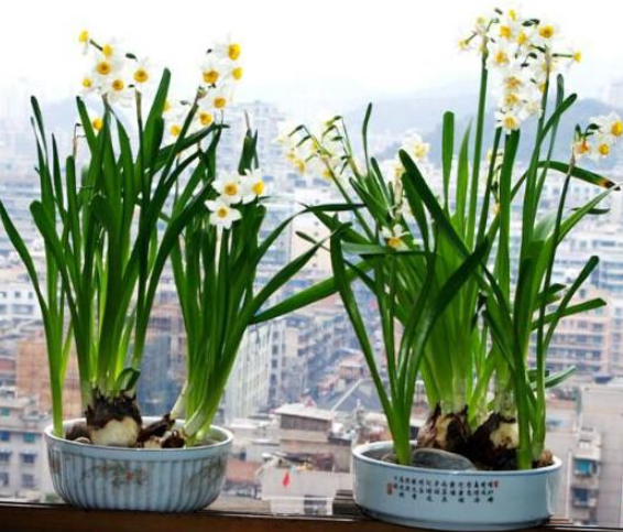 水仙花开花后怎么处理成种球