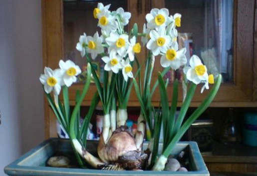 水仙花开花后怎么处理成种球