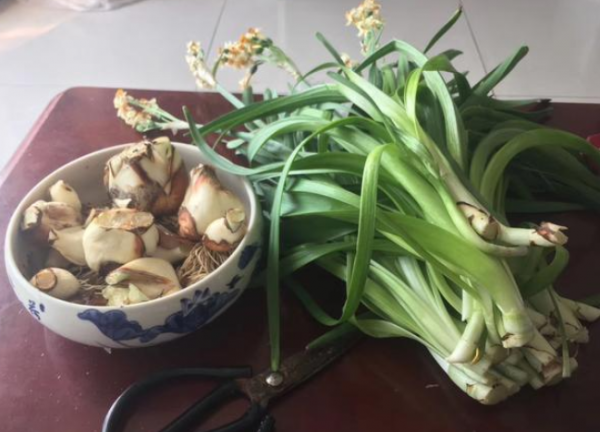 水仙花开花后怎么处理成种球