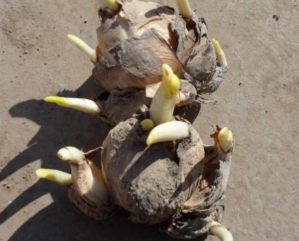 水仙花开花后怎么处理成种球