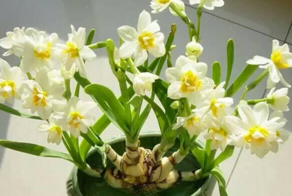 水仙花开花后怎么处理成种球