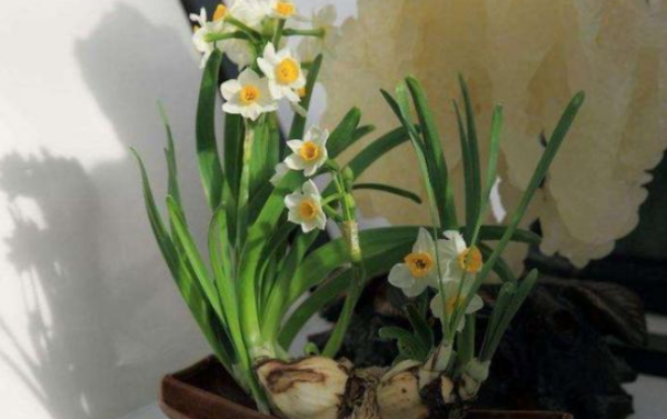 水仙花开花后怎么处理成种球