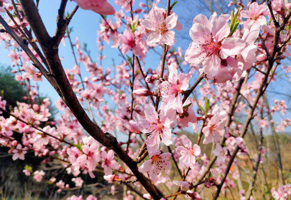 赞颂老师的诗句