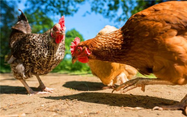 干什么最赚钱一年赚百万