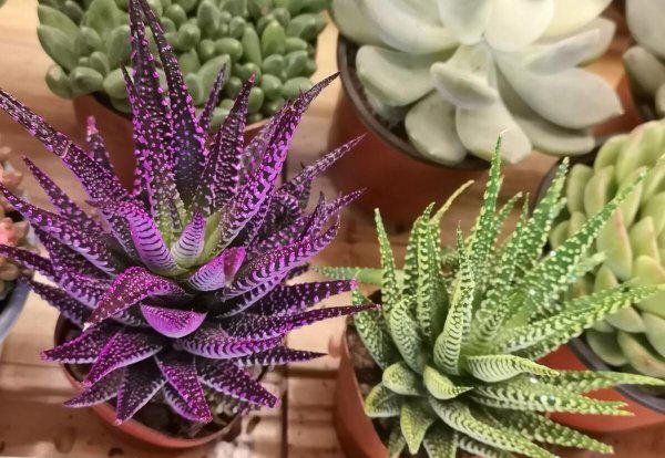 如何调整心态和正确处理情绪