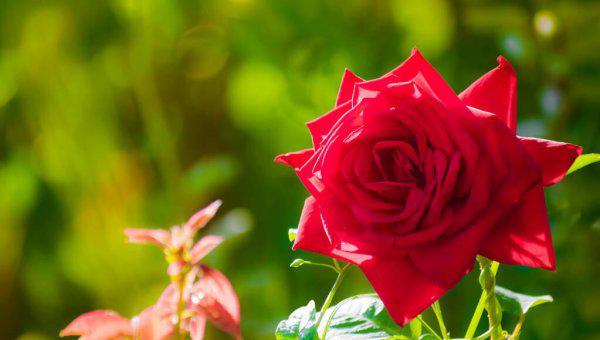 挽回老婆的最佳短信